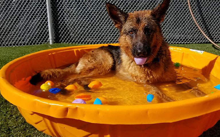 Dog Day Care | Dog Boarding | Ventura CA | Our Dog House