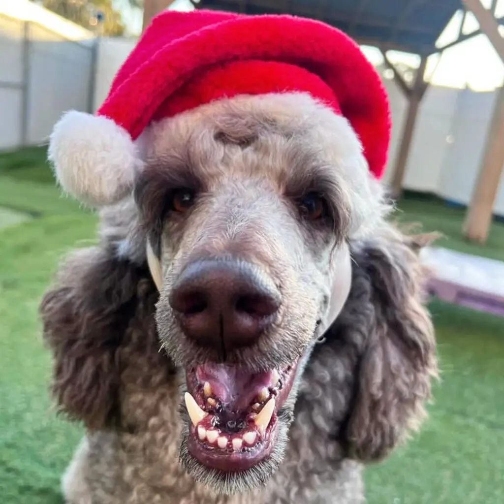 Dog House Ventura Holiday Rates