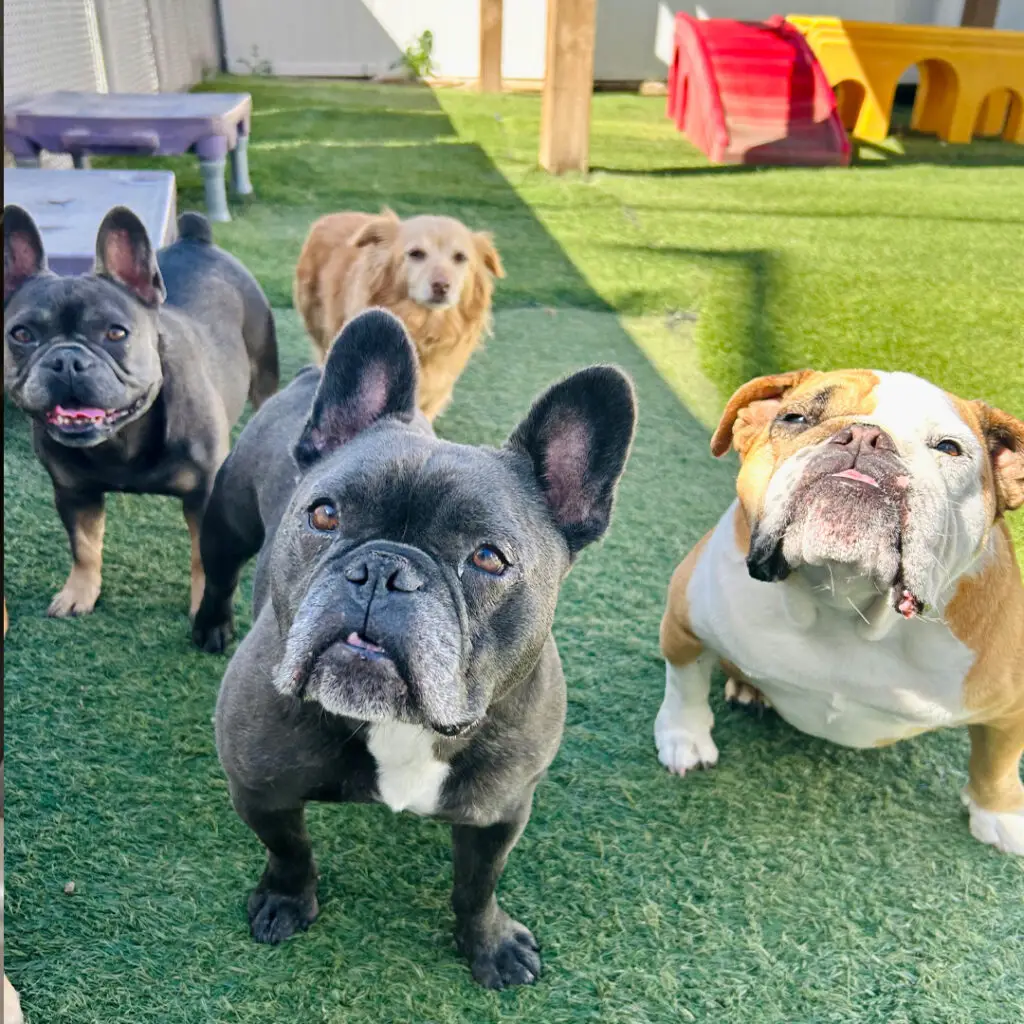 Dog House Ventura