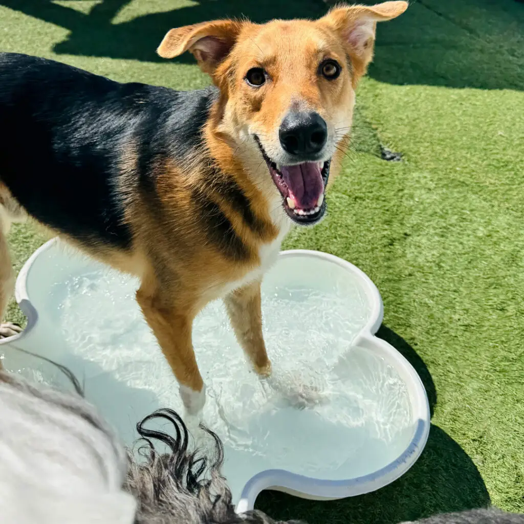 Dog House Ventura