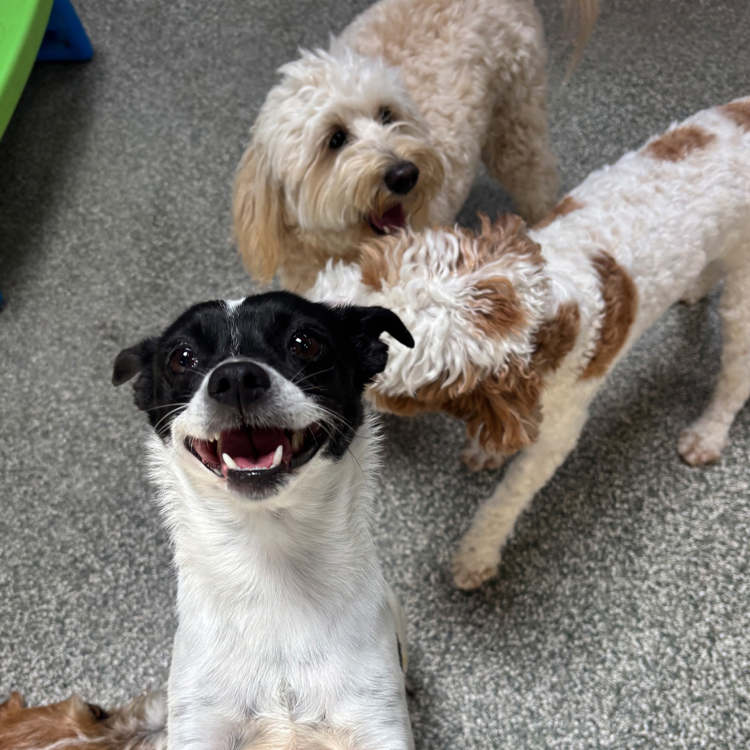Dog House Ventura doggy daycare