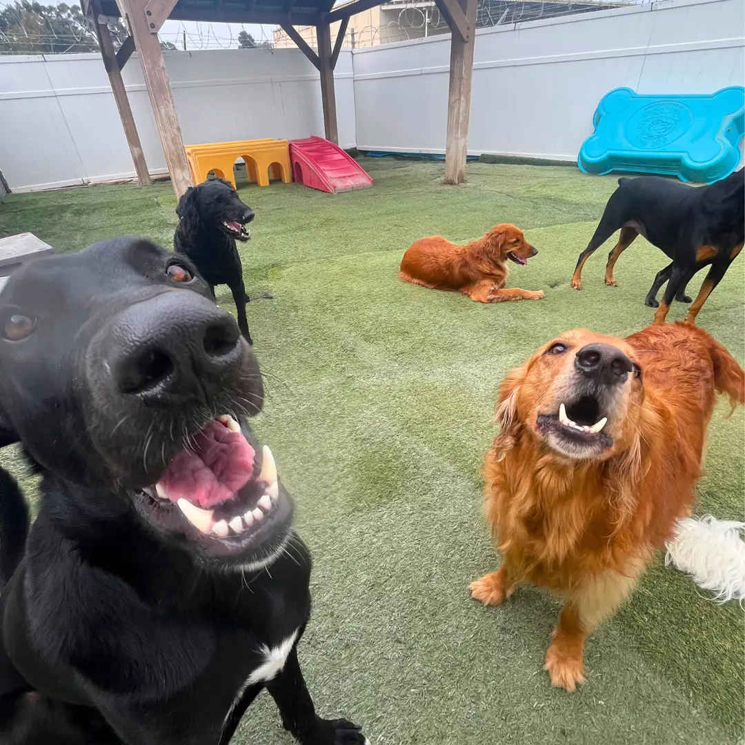 Dog House Ventura doggy daycare