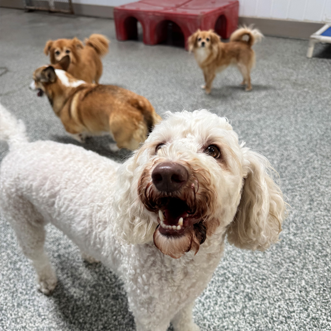 Dog House Ventura doggy daycare