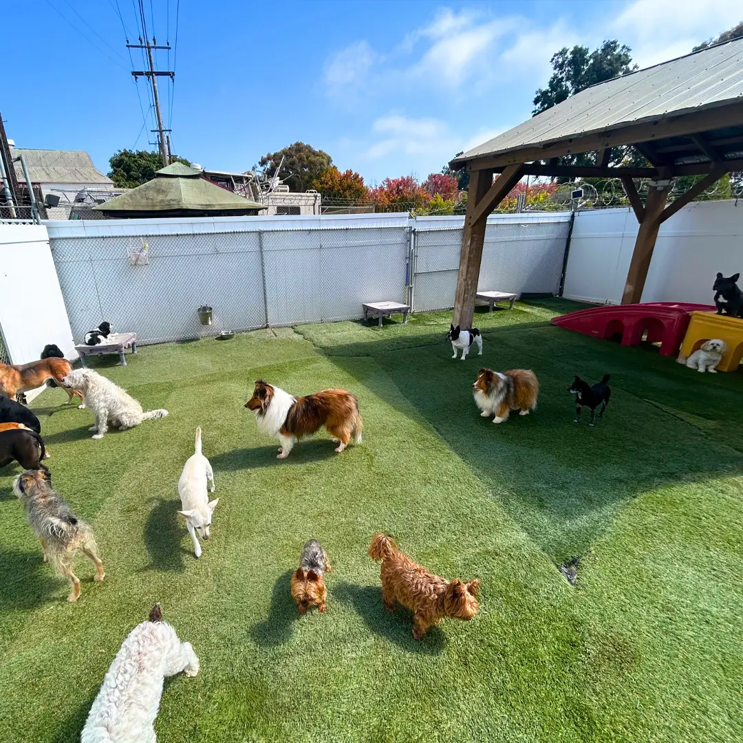 Dog House Ventura doggy daycare