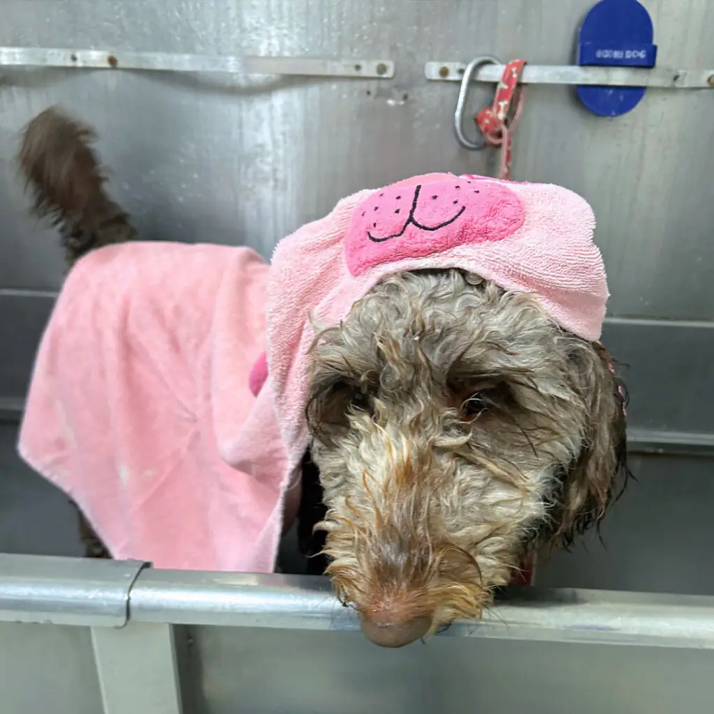 Dog House Ventura Baths and More
