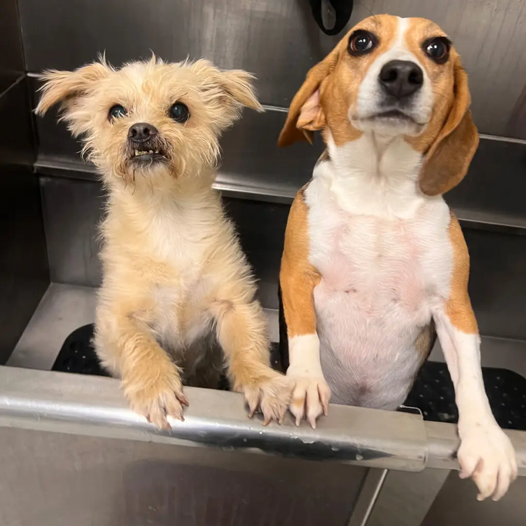 Dog House Ventura Baths and More