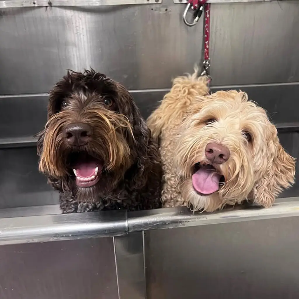 Dog House Ventura Baths and More