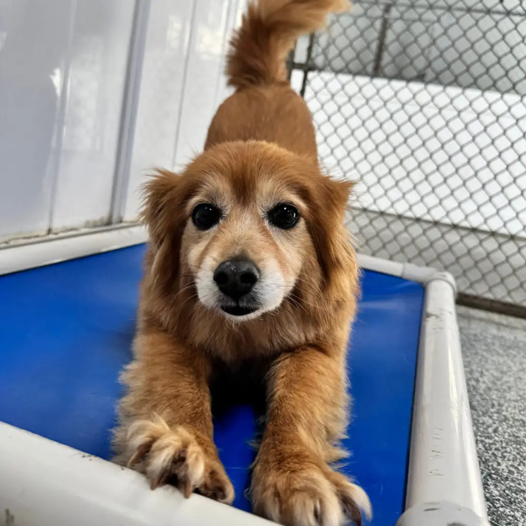 Dog House Ventura Dog Boarding
