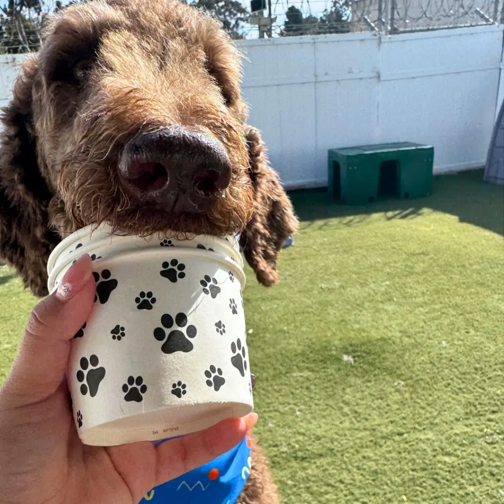 Dog House Ventura Snack Time