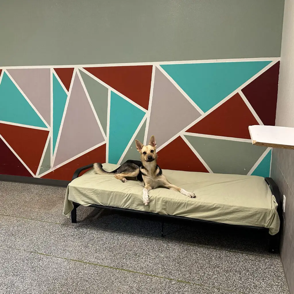 Dog House Ventura Kennel Upgrades