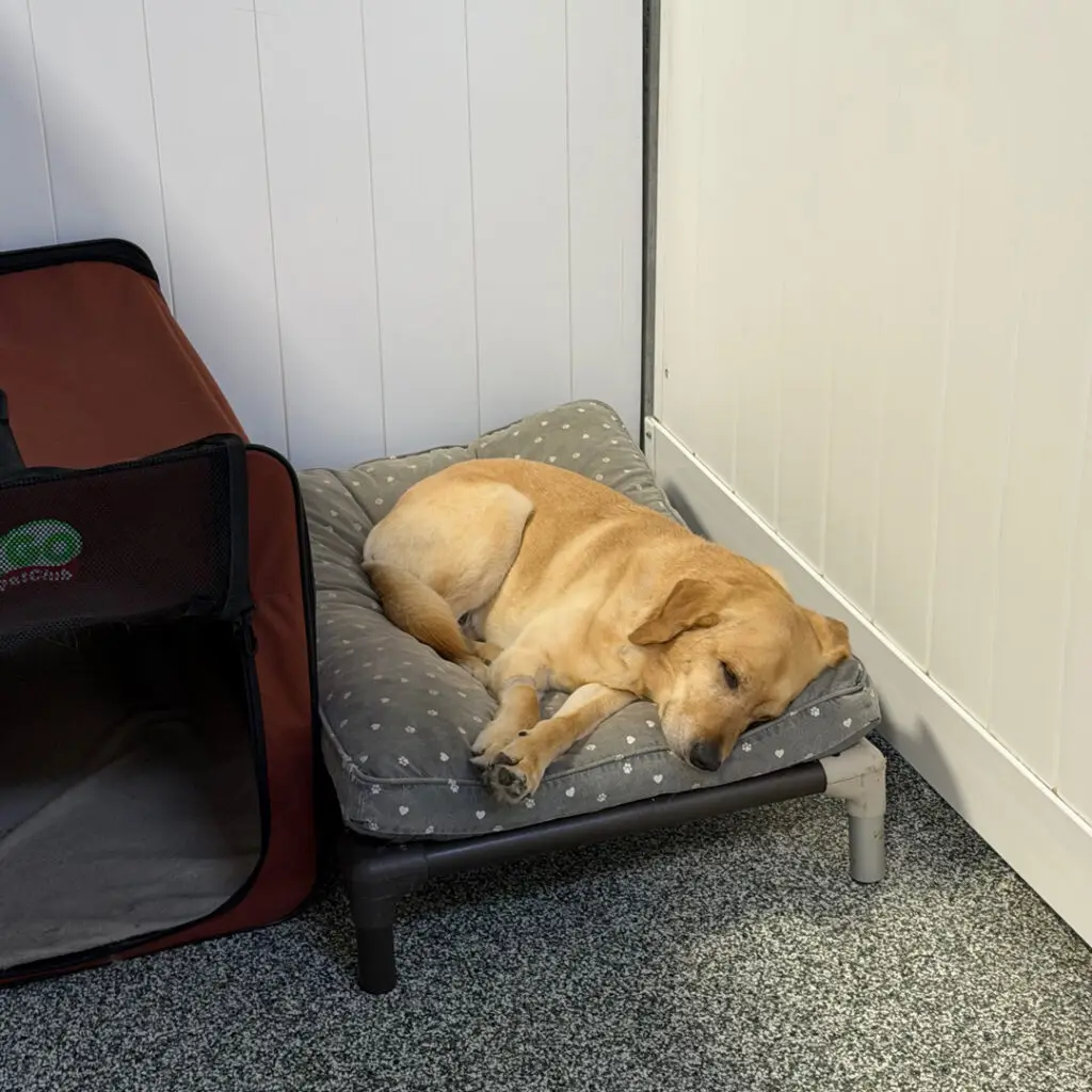 Dog House Ventura Kennel Upgrades