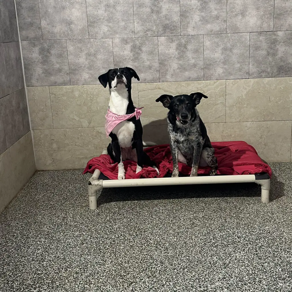 Dog House Ventura Kennel Upgrades